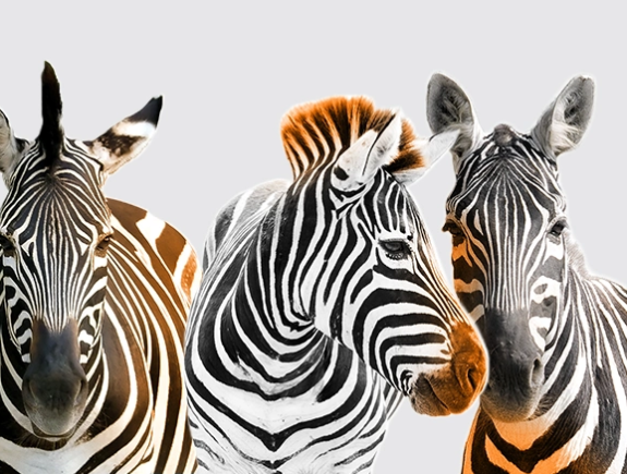 Zašto zebre imaju šare i kako to povezujemo sa brendovima?